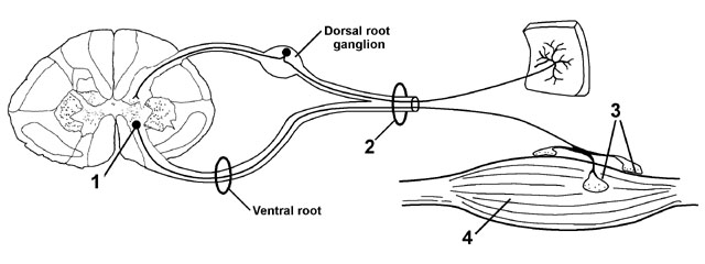 Labeled Motor Neuron