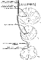 DSCT - Pathway Diagram