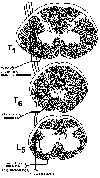 LCST - Pathway Diagram